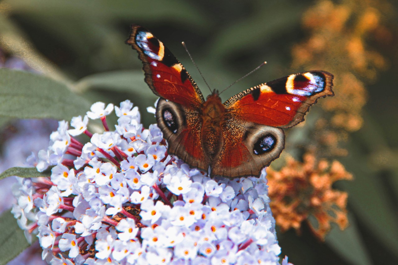 Late April Devotional: Trials Transform The Spirit